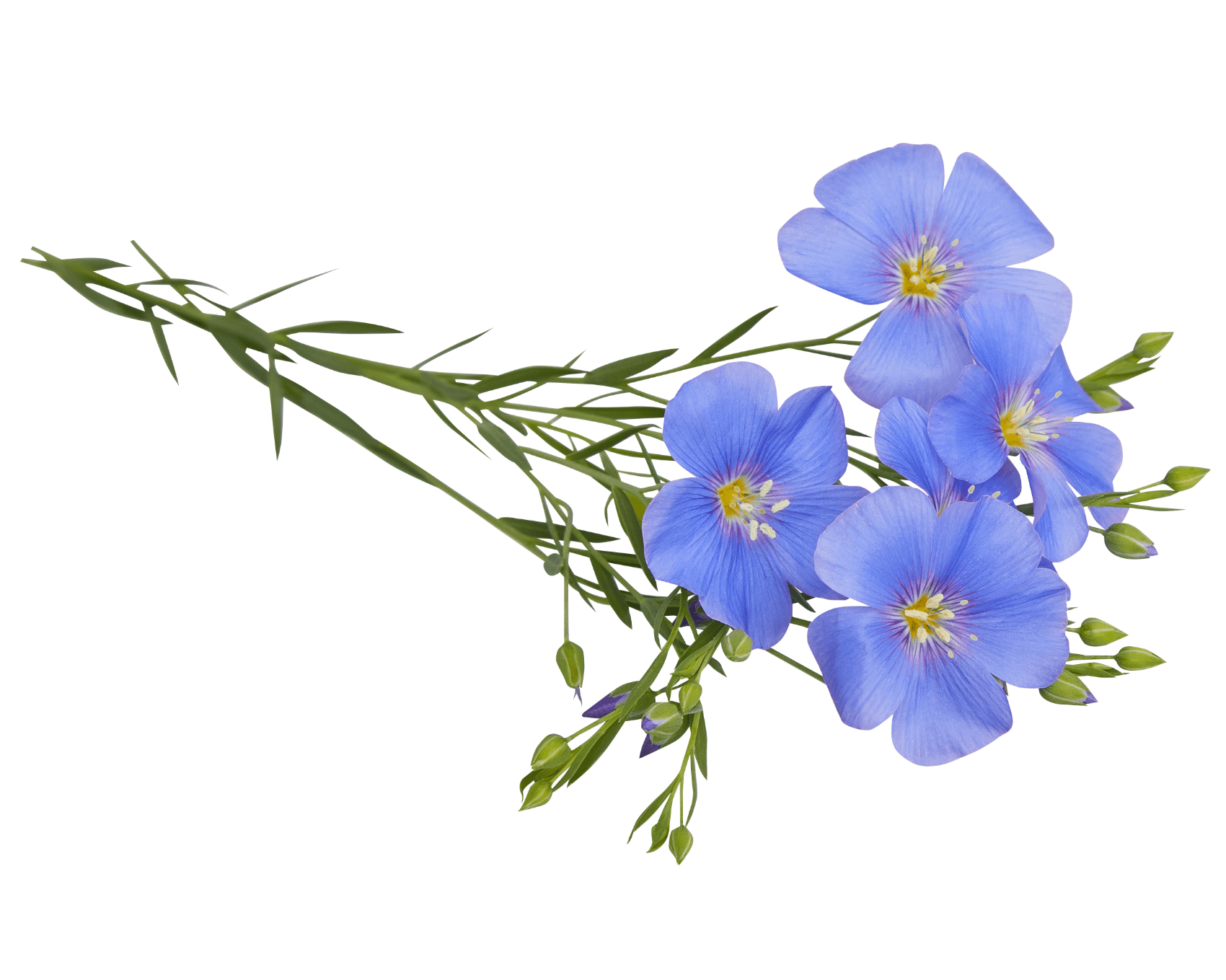 Blaue Flachsblume zur Veranschaulichung der Gewinnung von Leinenfaser